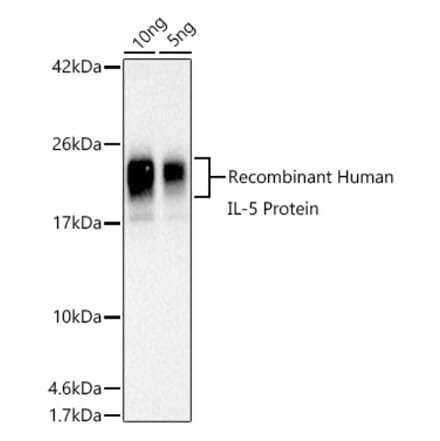 Western Blot - Anti-IL-5 Antibody (A306324) - Antibodies.com