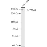 Western Blot - Anti-SPARCL1 Antibody (A306325) - Antibodies.com