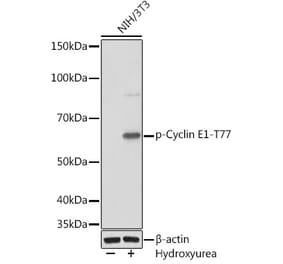 Western Blot - Anti-Cyclin E1 (phospho Thr77) Antibody [ARC1559] (A306326) - Antibodies.com