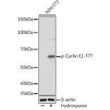 Western Blot - Anti-Cyclin E1 (phospho Thr77) Antibody [ARC1559] (A306326) - Antibodies.com