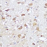 Immunohistochemistry - Anti-Mu Opioid Receptor Antibody (A306327) - Antibodies.com