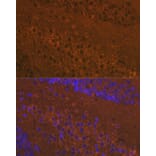 Immunofluorescence - Anti-Mu Opioid Receptor Antibody (A306327) - Antibodies.com