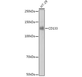 Western Blot - Anti-CD133 Antibody [ARC2543] (A306328) - Antibodies.com