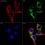 Immunofluorescence - Anti-RAB7 Antibody [ARC0314] (A306330) - Antibodies.com