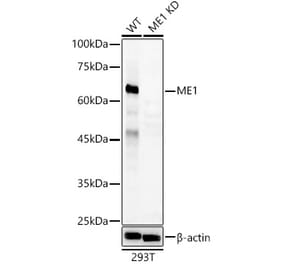 Western Blot - Anti-ME1 Antibody (A306331) - Antibodies.com