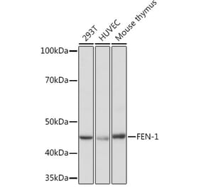 Western Blot - Anti-FEN1 Antibody [ARC1376] (A306332) - Antibodies.com
