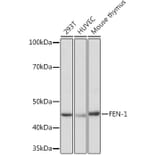 Western Blot - Anti-FEN1 Antibody [ARC1376] (A306332) - Antibodies.com