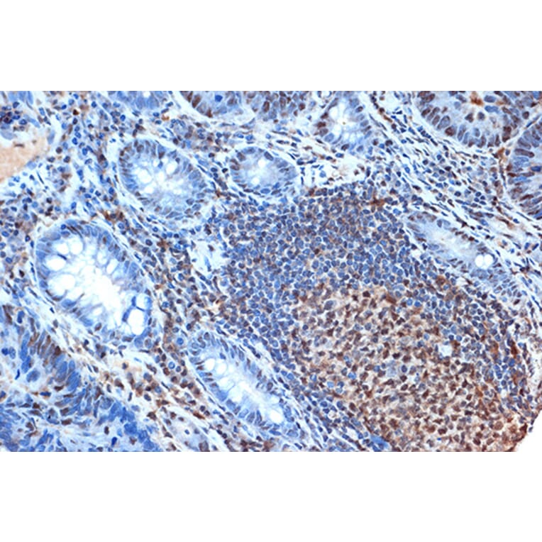 Immunohistochemistry - Anti-FEN1 Antibody [ARC1376] (A306332) - Antibodies.com