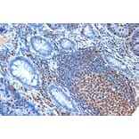 Immunohistochemistry - Anti-FEN1 Antibody [ARC1376] (A306332) - Antibodies.com