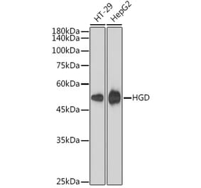 Western Blot - Anti-HGD Antibody [ARC2561] (A306335) - Antibodies.com