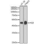 Western Blot - Anti-HGD Antibody [ARC2561] (A306335) - Antibodies.com