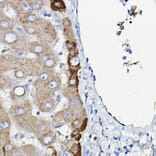 Immunohistochemistry - Anti-Ceruloplasmin Antibody [ARC5018-06] (A306336) - Antibodies.com