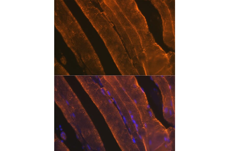 Immunofluorescence - Anti-muscle Actin Antibody [ARC1914] (A306344) - Antibodies.com