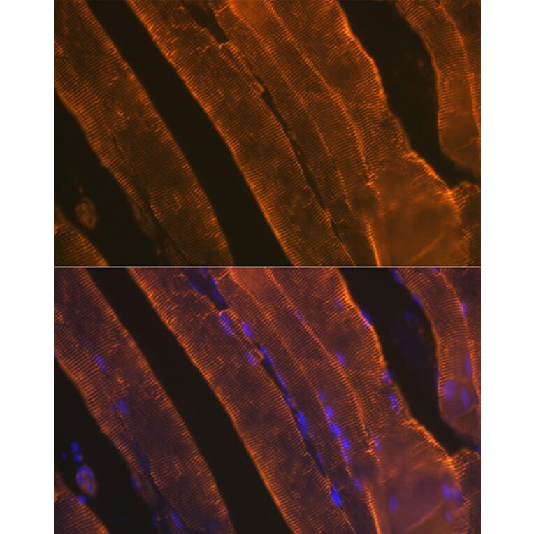 Immunofluorescence - Anti-muscle Actin Antibody [ARC1914] (A306344) - Antibodies.com