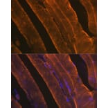 Immunofluorescence - Anti-muscle Actin Antibody [ARC1914] (A306344) - Antibodies.com