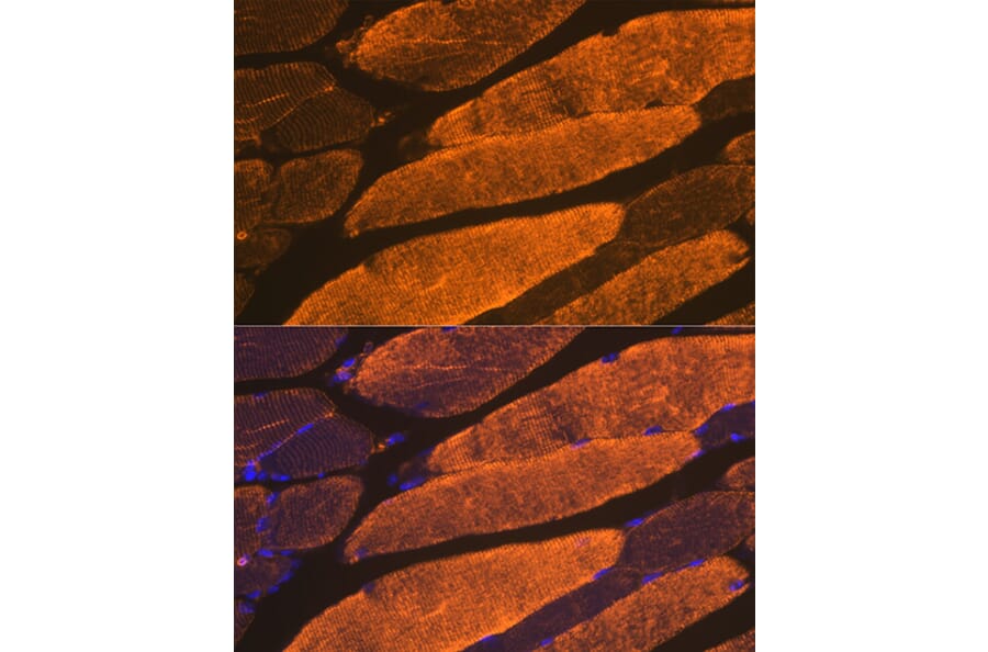 Immunofluorescence - Anti-muscle Actin Antibody [ARC1914] (A306344) - Antibodies.com