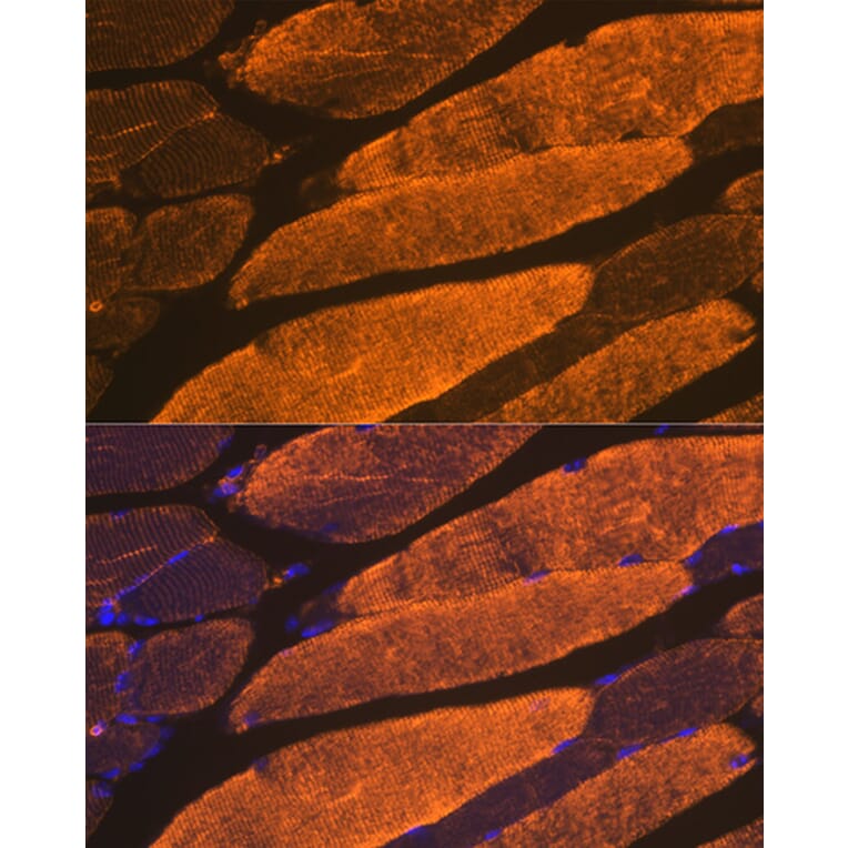 Immunofluorescence - Anti-muscle Actin Antibody [ARC1914] (A306344) - Antibodies.com