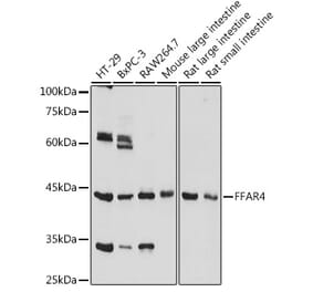 Western Blot - Anti-GPCR GPR120 Antibody (A306345) - Antibodies.com