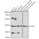 Western Blot - Anti-GPCR GPR120 Antibody (A306345) - Antibodies.com