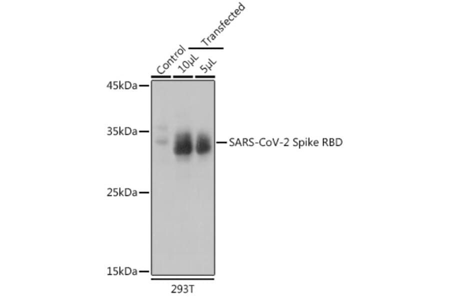 Western Blot - Anti-SARS-CoV-2 Spike Glycoprotein RBD Antibody (A306346) - Antibodies.com