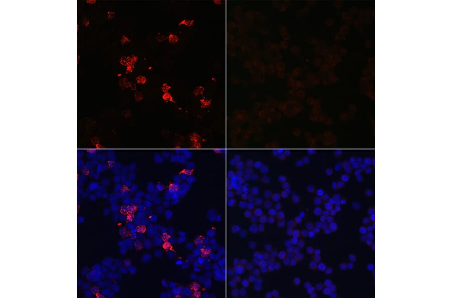 Immunofluorescence - Anti-SARS-CoV-2 Spike Glycoprotein RBD Antibody (A306346) - Antibodies.com