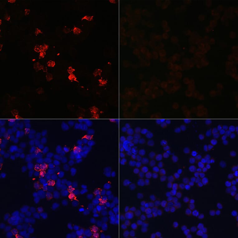Immunofluorescence - Anti-SARS-CoV-2 Spike Glycoprotein RBD Antibody (A306346) - Antibodies.com