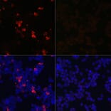 Immunofluorescence - Anti-SARS-CoV-2 Spike Glycoprotein RBD Antibody (A306346) - Antibodies.com