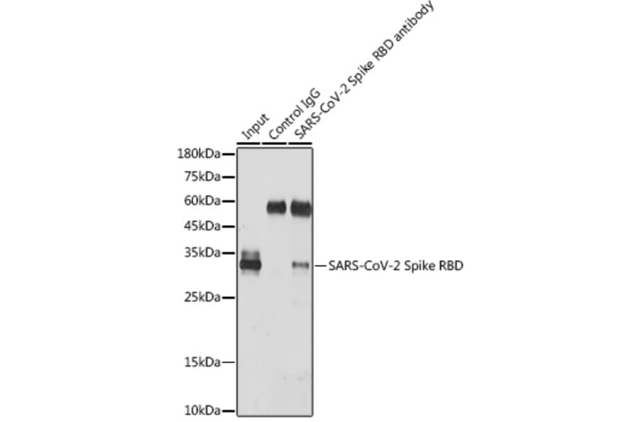 Western Blot - Anti-SARS-CoV-2 Spike Glycoprotein RBD Antibody (A306346) - Antibodies.com