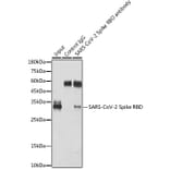 Western Blot - Anti-SARS-CoV-2 Spike Glycoprotein RBD Antibody (A306346) - Antibodies.com