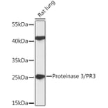 Western Blot - Anti-PR3 Antibody (A306347) - Antibodies.com