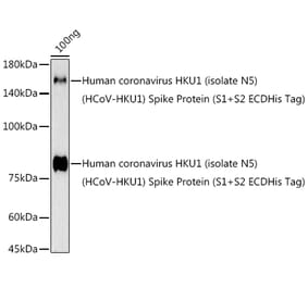 Western Blot - Anti-Human Coronavirus Spike glycoprotein Antibody (A306348) - Antibodies.com