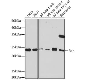 Western Blot - Anti-Ran Antibody [ARC0986] (A306349) - Antibodies.com