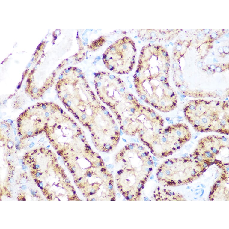 Immunohistochemistry - Anti-Arp3 Antibody [ARC1067] (A306350) - Antibodies.com