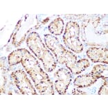 Immunohistochemistry - Anti-Arp3 Antibody [ARC1067] (A306350) - Antibodies.com