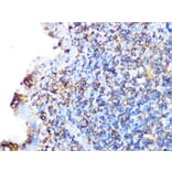 Immunohistochemistry - Anti-Arp3 Antibody [ARC1067] (A306350) - Antibodies.com