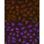 Immunofluorescence - Anti-EEF2/Elongation factor 2 Antibody [ARC1717] (A306352) - Antibodies.com