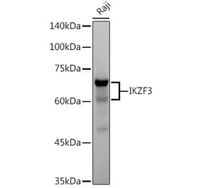 Western Blot - Anti-IKZF3 Antibody [ARC2781] (A306354) - Antibodies.com