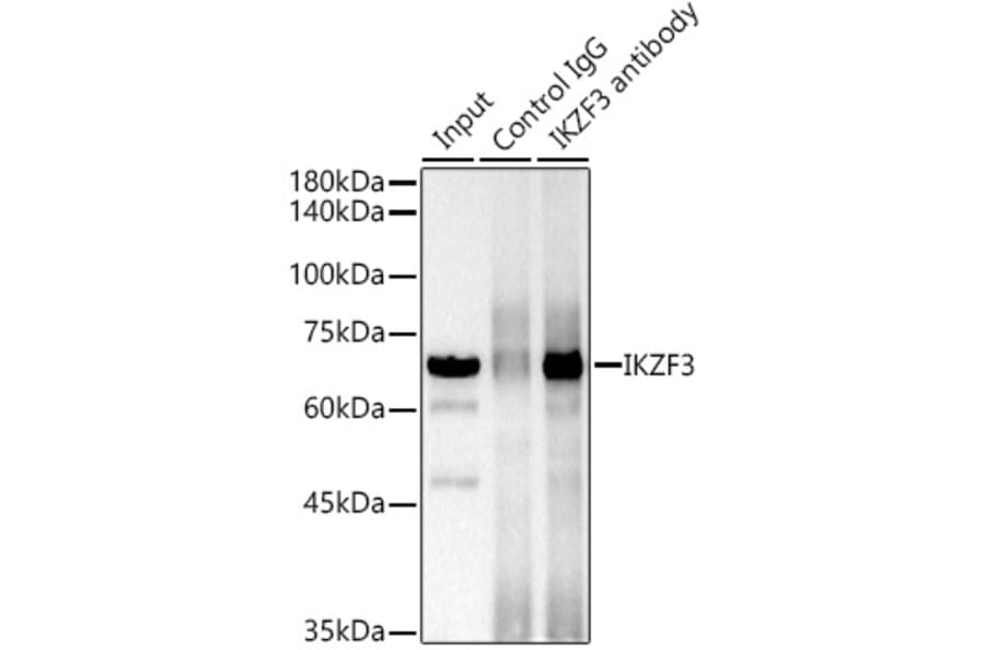 Western Blot - Anti-IKZF3 Antibody [ARC2781] (A306354) - Antibodies.com