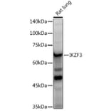 Western Blot - Anti-IKZF3 Antibody [ARC2781] (A306354) - Antibodies.com