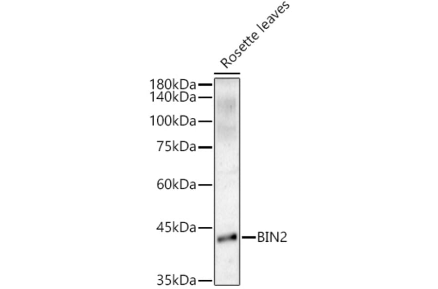 Western Blot - Anti-ASK7 Antibody (A306358) - Antibodies.com