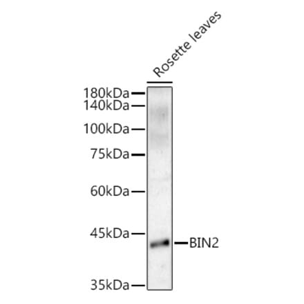 Western Blot - Anti-ASK7 Antibody (A306358) - Antibodies.com