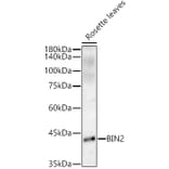 Western Blot - Anti-ASK7 Antibody (A306358) - Antibodies.com