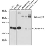 Western Blot - Anti-Cathepsin D Antibody [ARC0160] (A306359) - Antibodies.com