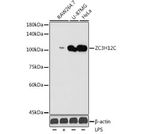 Western Blot - Anti-ZC3H12C Antibody (A306362) - Antibodies.com