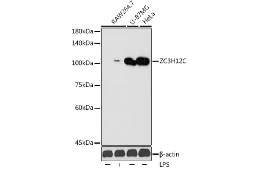 Western Blot - Anti-ZC3H12C Antibody (A306362) - Antibodies.com