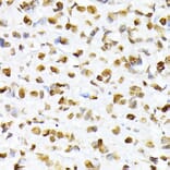 Immunohistochemistry - Anti-Histone H2A (phospho Ser129) Antibody (A306364) - Antibodies.com