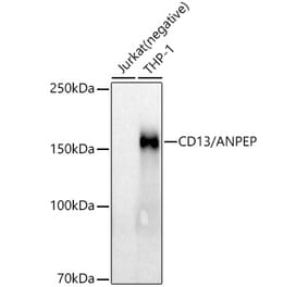 Western Blot - Anti-CD13 Antibody [ARC53706] (A306365) - Antibodies.com