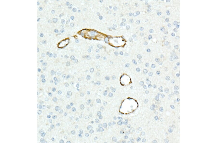 Immunohistochemistry - Anti-CD13 Antibody [ARC53706] (A306365) - Antibodies.com