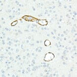 Immunohistochemistry - Anti-CD13 Antibody [ARC53706] (A306365) - Antibodies.com