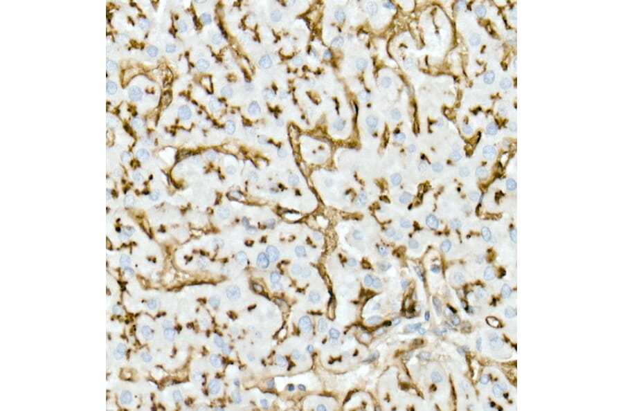 Immunohistochemistry - Anti-CD13 Antibody [ARC53706] (A306365) - Antibodies.com